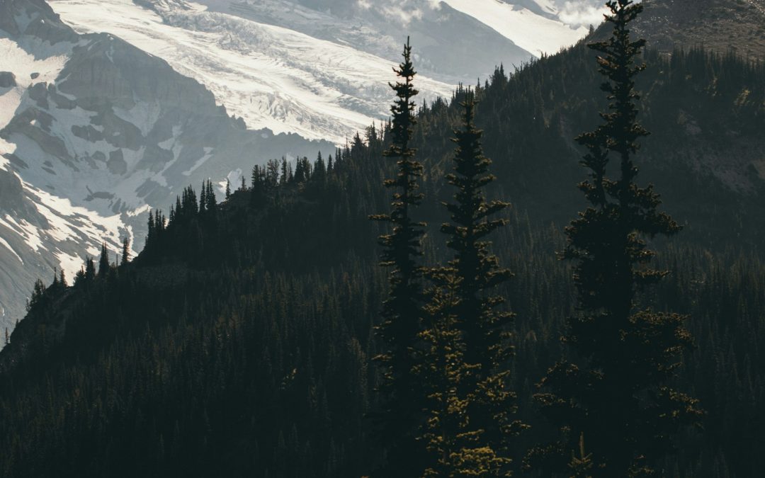 Snow-covered mountain with dense forest in the foreground under a clear sky.