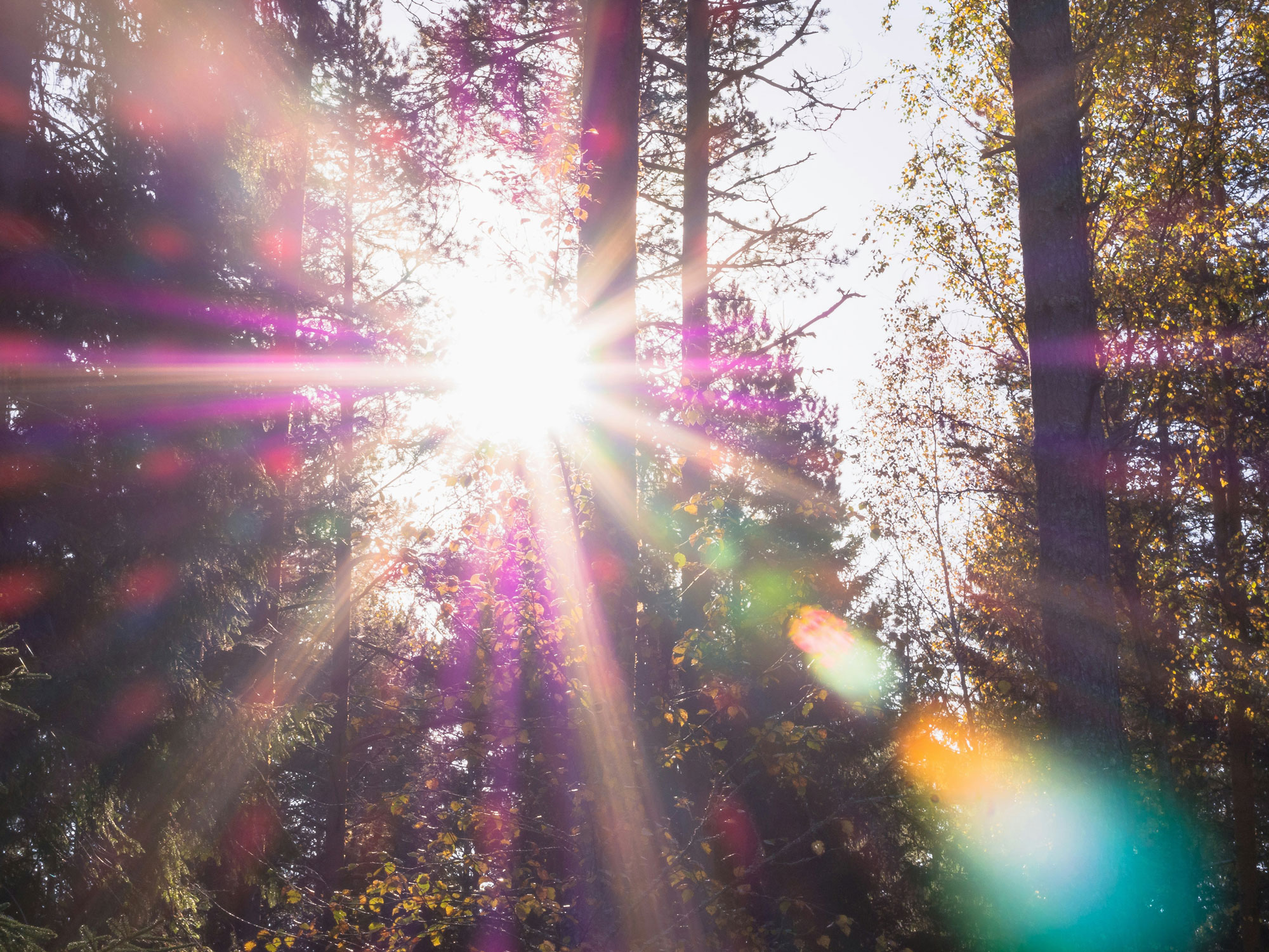 Sunlight filters through tall trees in a forest, creating radiant beams and colorful lens flares against a clear sky.